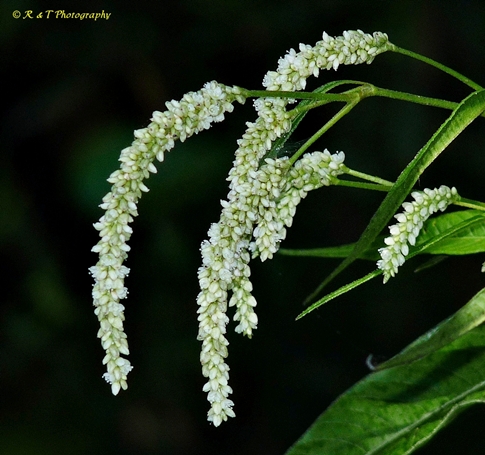 {Persicaria lapathifolia}